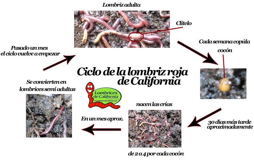 ciclo lombriz roja de california
